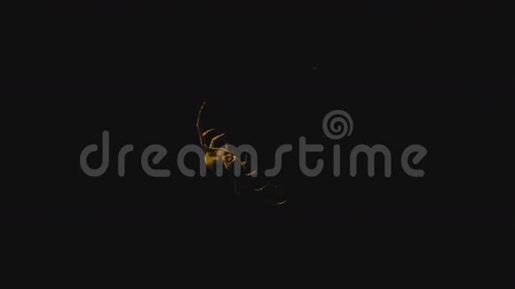 蜘蛛织了一张灯笼附近的网视频的预览图