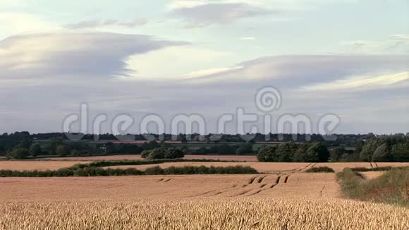 英国大片小麦生长地蓝色晴天视频的预览图