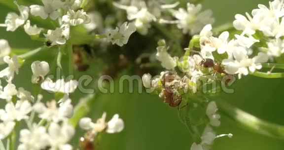两只蚜虫在花朵上爬行4KFS700奥德赛7Q视频的预览图