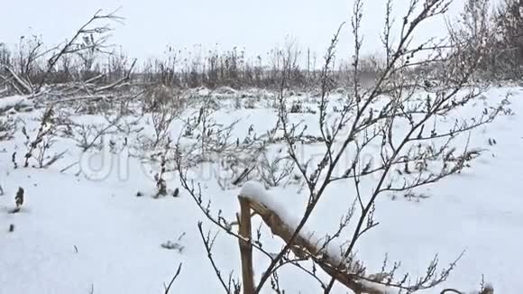 冻草冬雪美丽的田野大自然视频的预览图