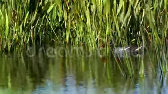普通的花游过池塘草地4K视频的预览图