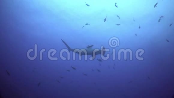 锤头鲨游在碧海中寻找食物视频的预览图
