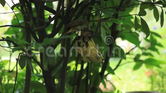 鸟在树上吃香蕉视频的预览图