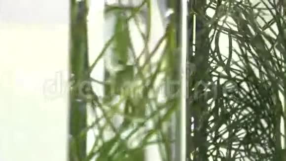 试管中的韭菜百里香罗勒咖喱和薄荷视频的预览图