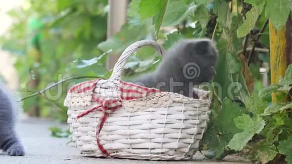小猫在院子里的篮子里玩视频的预览图