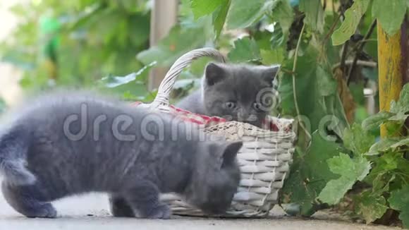 小猫在院子里的篮子里玩视频的预览图