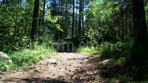 女孩骑自行车在森林里的土路上视频的预览图