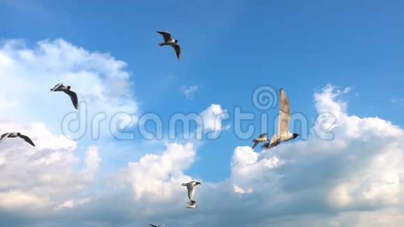 一群海鸥在美丽的多云天空中飞翔慢动作捕捉飞行中的食物视频的预览图