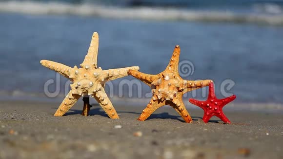 三条海星在海滩上视频的预览图