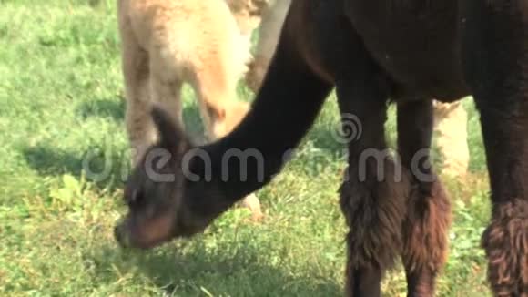 加拿大的羊驼在农场吃草视频的预览图