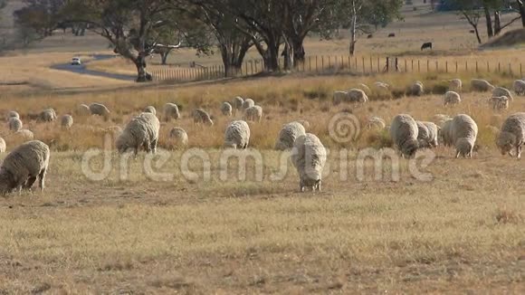 绵羊农业农村景观澳大利亚视频的预览图