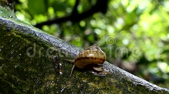 热带雨林树枝上的蜗牛视频的预览图