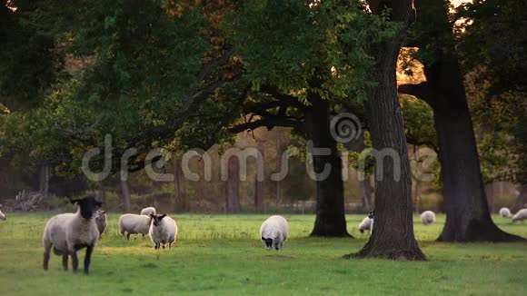 英国农村树木之间的草地上放牧的羊群或羔羊视频的预览图