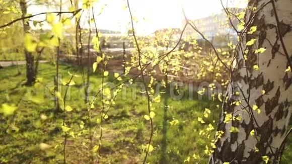 鲜艳的桦树绿叶视频的预览图