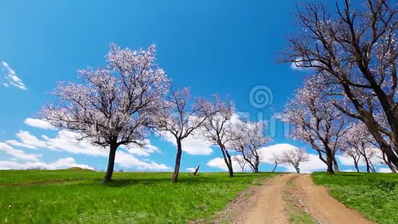 春天的风景视频的预览图