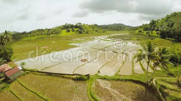 菲律宾的稻田博霍尔岛巴勃拉基翁安达视频的预览图