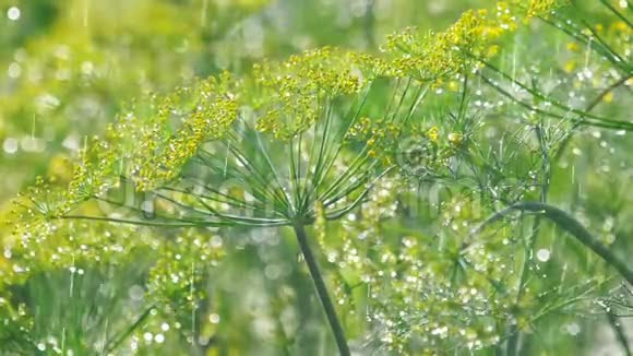 雨下鳃的花序视频的预览图