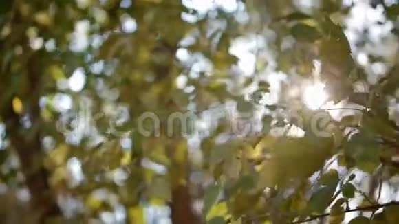阳光透过绿色的树叶视频的预览图