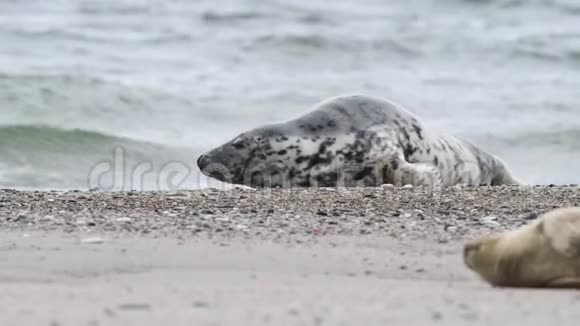 北海上的灰色海豹视频的预览图