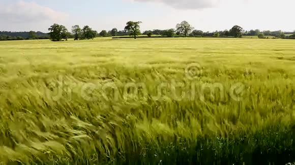 农业风大麦作物视频的预览图