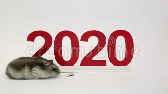 白鼠是2020年来年的象征视频的预览图