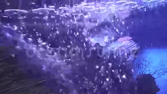 海洋水族馆鱼群水下气泡背景视频视频的预览图