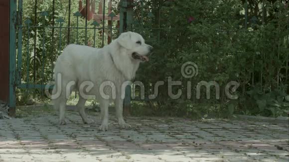 大白狗在花园里呼吸急促视频的预览图