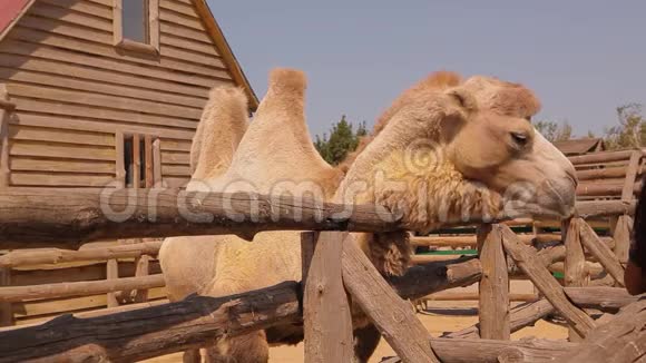 靠近骆驼吃骆驼在动物园里吃骆驼在木制鸟舍后面吃一只干净的大骆驼视频的预览图