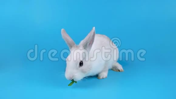 可爱的白兔吃木耳沙拉视频的预览图