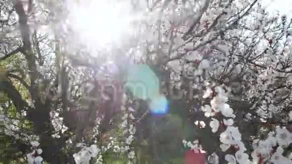 日落时盛开的树春天公园的一棵树上开着白花春天花园视频的预览图
