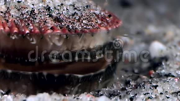 海扇贝靠近海底视频的预览图