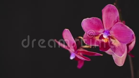 黑色背景上美丽的粉红色兰花慢动作视频的预览图