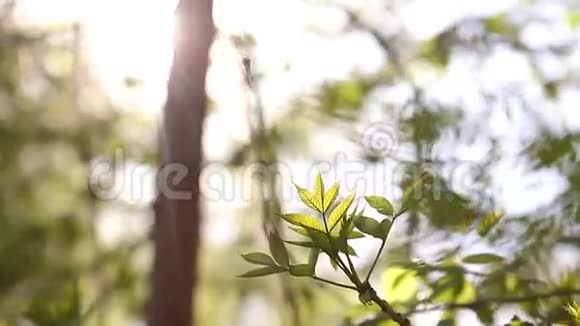 阳光明媚的幼嫩绿春叶桦树自然生态季节背景与复制空间视频的预览图
