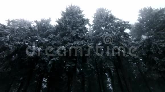 在森林里白雪覆盖的树木白冬电影视频的预览图