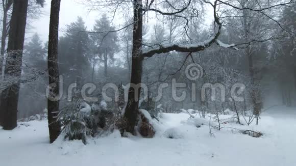 在森林里白雪覆盖的树木白冬电影视频的预览图