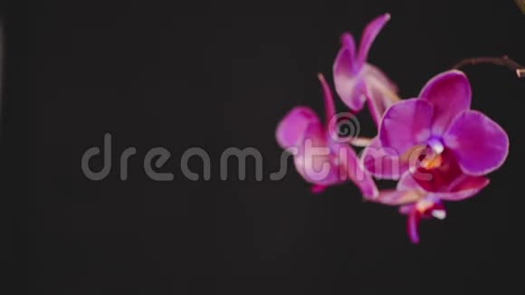 黑色背景上美丽的粉红色兰花慢动作视频的预览图