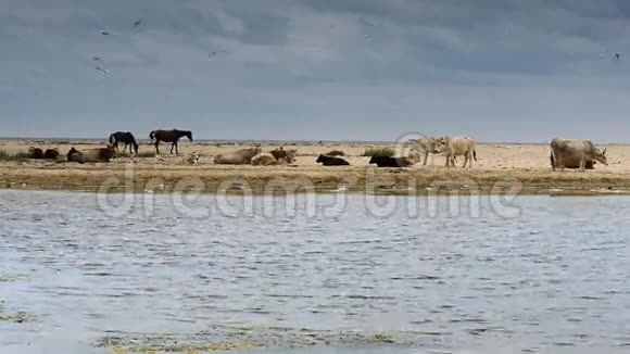 沙滩上的家畜视频的预览图