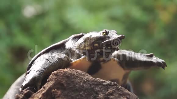 腐木上的菲律宾软壳分类科龟鳖科视频的预览图