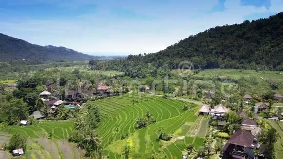从无人驾驶飞机上俯瞰水稻梯田印度尼西亚巴厘岛视频的预览图