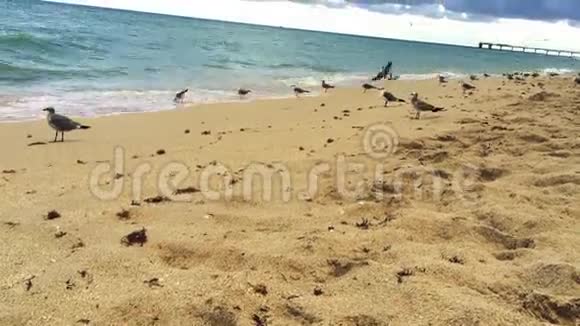 迈阿密海滩上美丽的海水与鸟的伟大拍摄视频的预览图