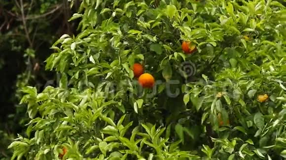 把花园里的橘子树收起来选择性的视频的预览图