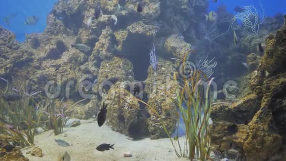 异国的鱼在水族馆里游泳视频的预览图