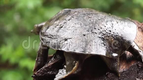 腐木上的菲律宾软壳分类科龟鳖科视频的预览图