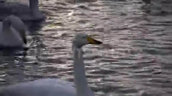 俄罗斯阿尔泰湖上的天鹅视频的预览图