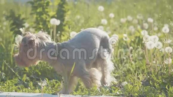 狗约克郡猎犬在草地上散步嗅着蒲公英的慢动作视频慢视频生活方式视频的预览图