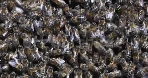 欧洲蜜蜂蜜蜂蜜蜂射线上的黑蜂诺曼底的蜂箱实时4K视频的预览图