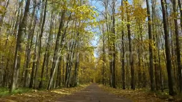漫步秋林视频的预览图
