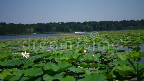 湖景与鸟莲花和摩托艇视频的预览图