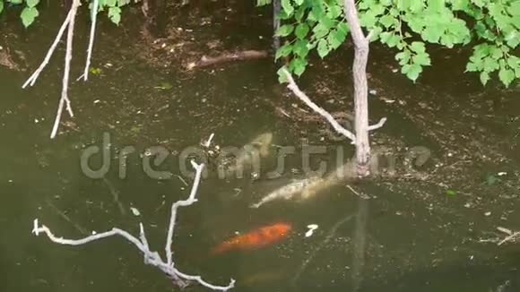 许多彩色鲤鱼在水下追逐求爱视频的预览图