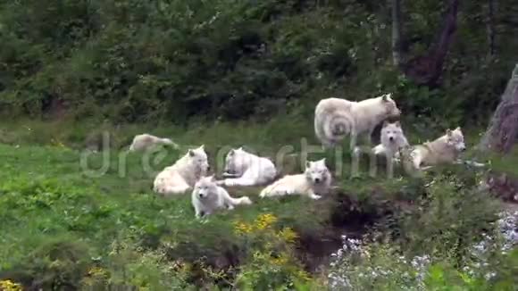 休息的北极狼群视频的预览图